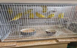 Budgerigars birds for sale: Adult ans baby budgies  - Advert 4