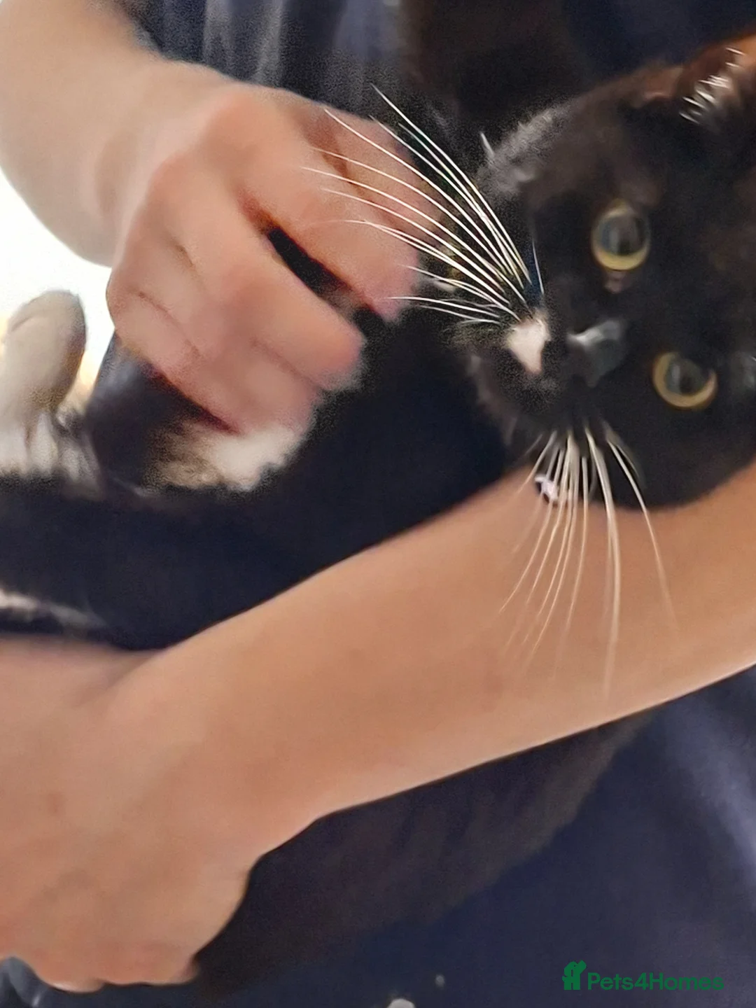 British Shorthair cats for sale: 2 year old cat  in Tenbury Wells - Advert 3