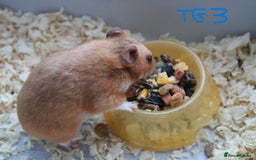 Hamster rodents for sale: Young Syrian Hamsters - Image 24