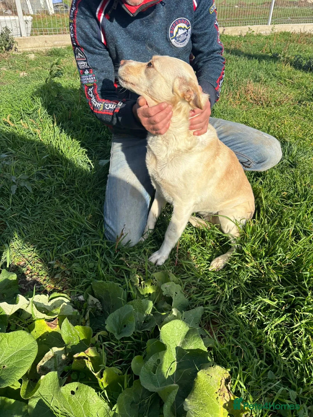 Mixed Breed dogs for adoption: 🐾 PANDORA – Ready to Be Someone’s Everything ❤️ - Advert 2