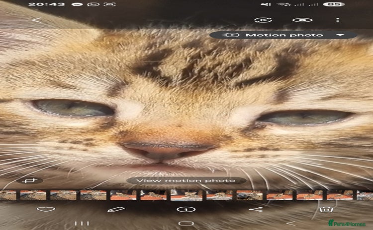 Bengal cats - Advert 10