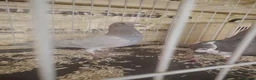 Pigeons birds for sale: Racing pigeon for sale  - Advert 5