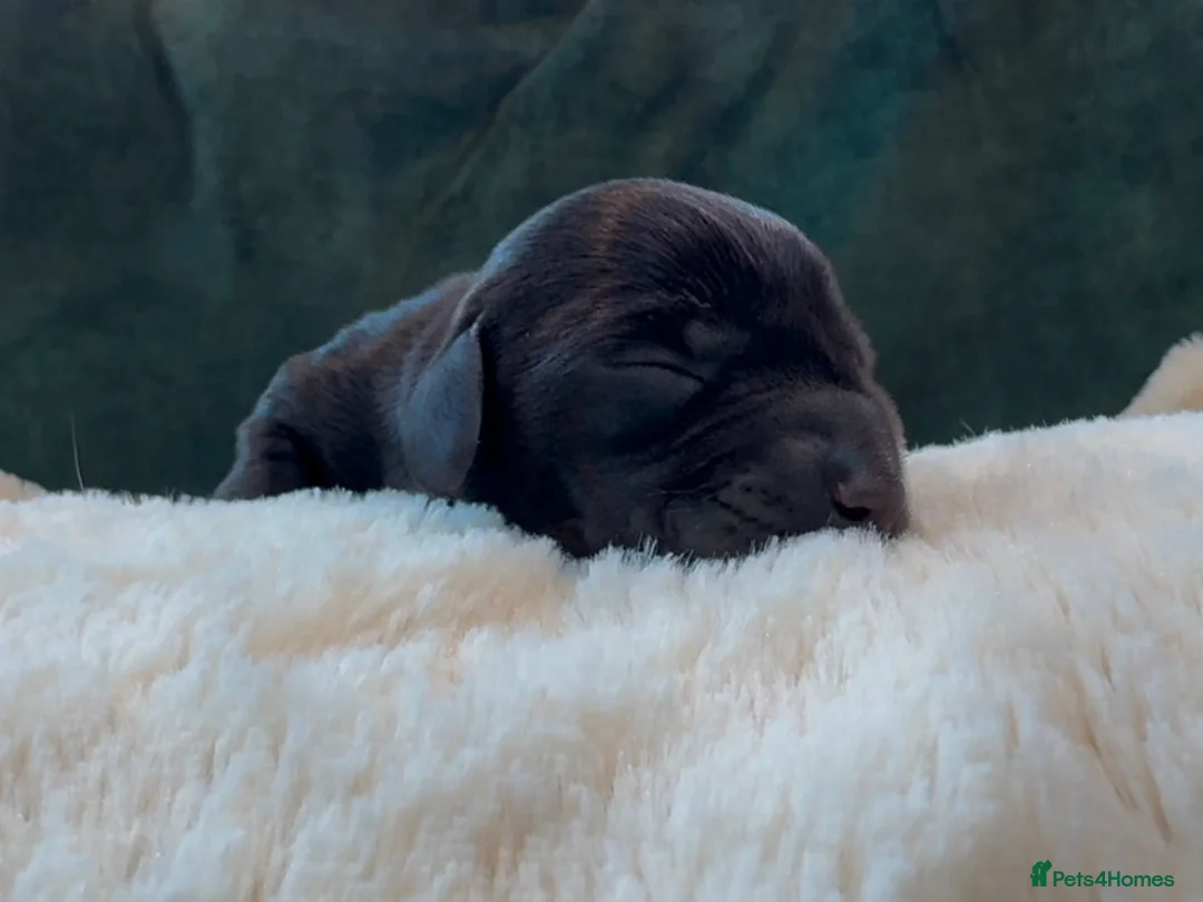 Miniature Dachshund dogs for stud: Rare KC Reg & Health Tested Miniature Dachshund in Rotherham - Advert 34