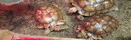 Tortoise reptiles for sale: Trio of sulcata tortoises  - Advert 6