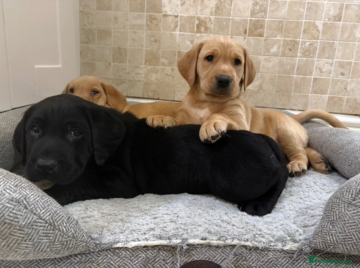 Labrador Retriever dogs for sale: Quality Kc Fully Health Tested Labrador Puppies  - Advert 1