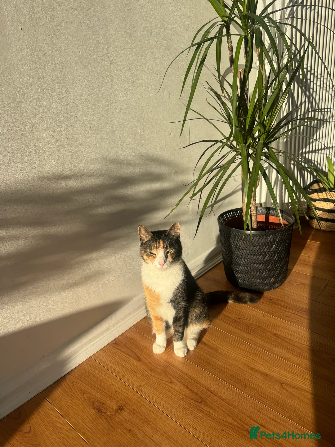 Mixed Breed cats for sale: Beautiful female  - Advert 9