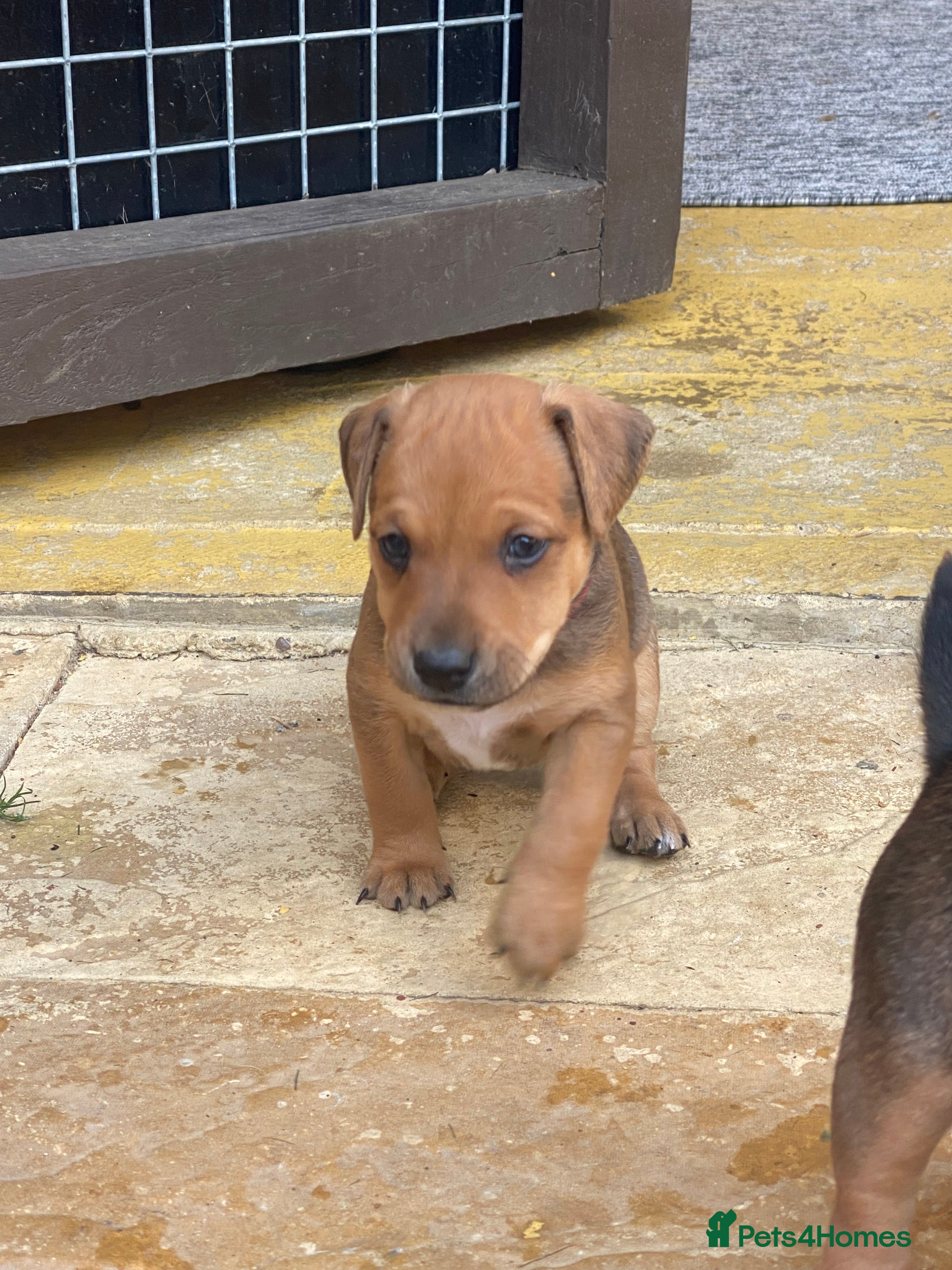 Mixed Breed dogs Patterdale x Plummer terrier pups - Advert 2