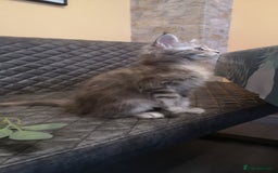 Maine Coon cats for sale: Maine Coon Kittens Parents Tica Reg& Health tested - Image 19