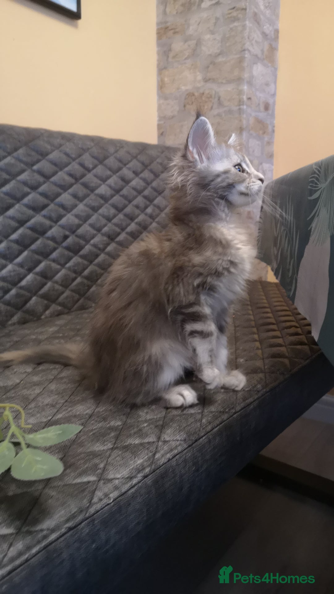 Maine Coon cats for sale: Maine Coon Kittens Parents Tica Reg& Health tested - Image 19