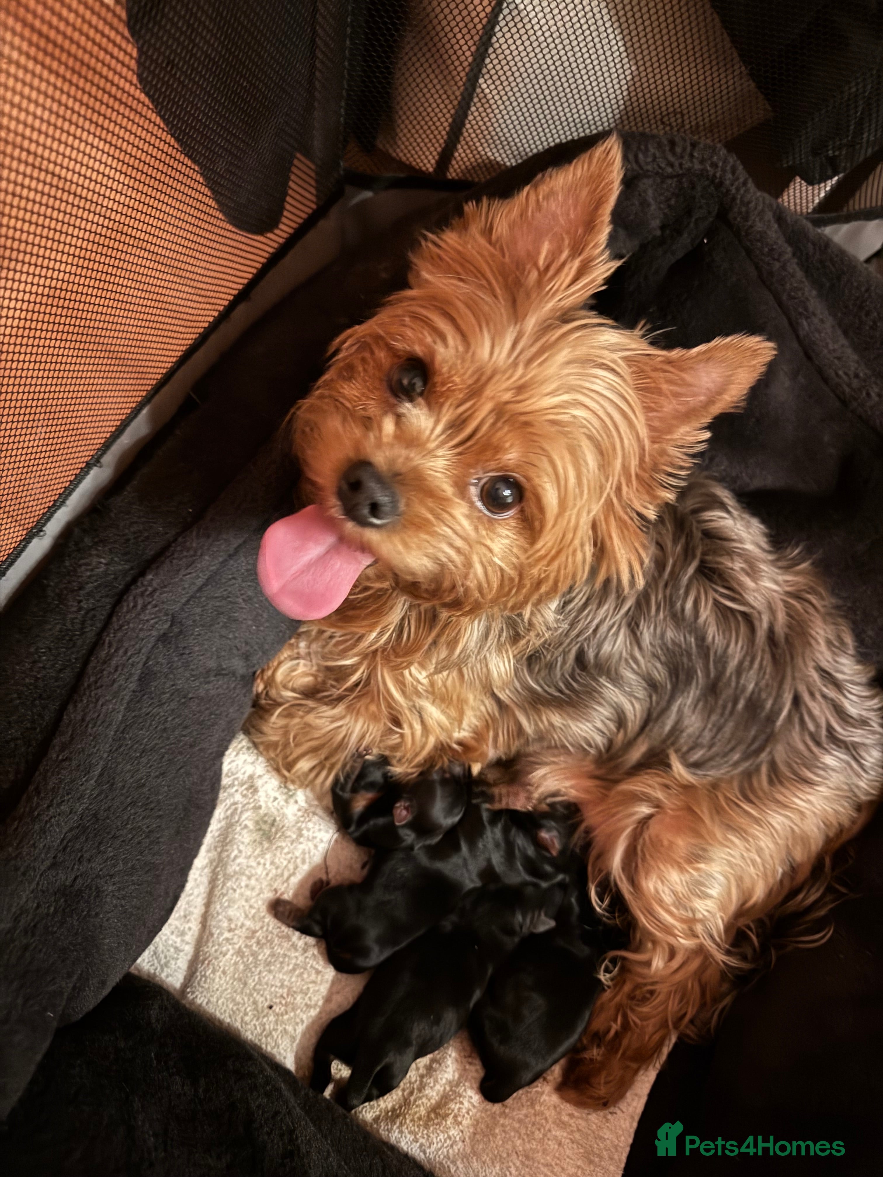 Yorkshire Terrier dogs Yorkshire Terrier Boys~Harry, Ron, Fred & George  - Advert 1