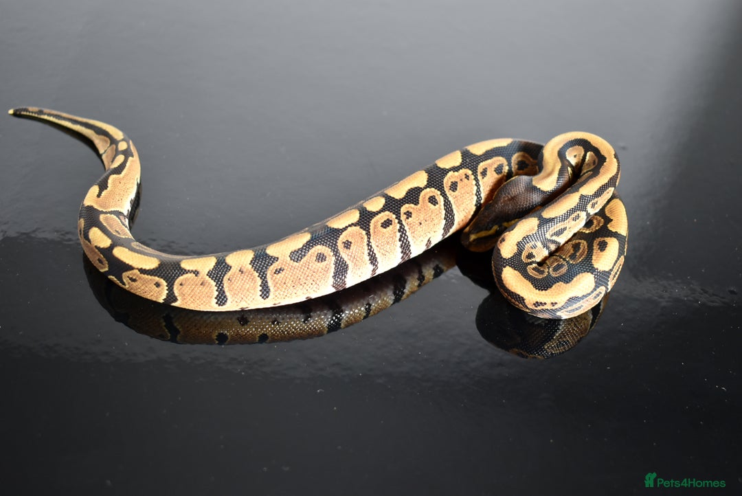 Python Snake reptiles for sale: Amazing baby ball pythons - Advert 30