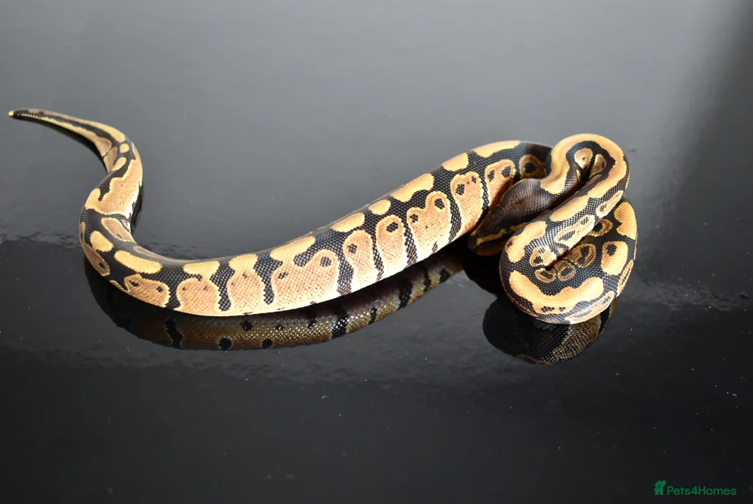 Python Snake reptiles for sale: Amazing baby ball pythons - Advert 30