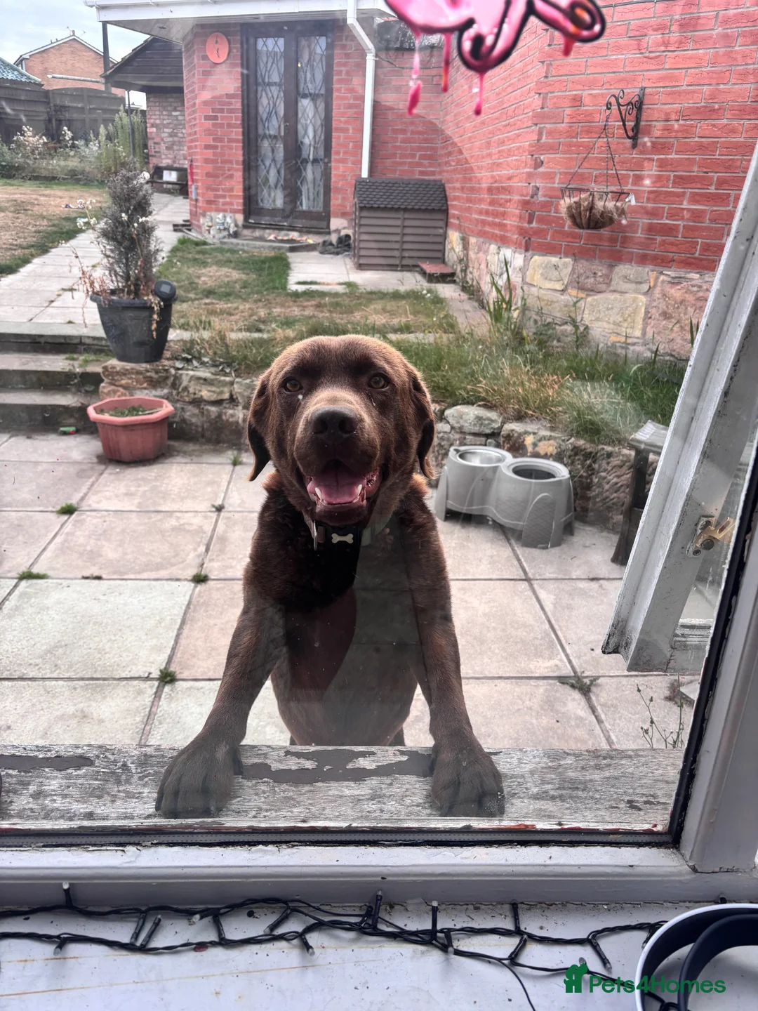 Mixed Breed dogs for sale: Re-homing Labrador and Shih tzu x pug - Advert 1