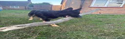 German Shepherd dogs for sale: Bruno  in Crawley - Advert 6