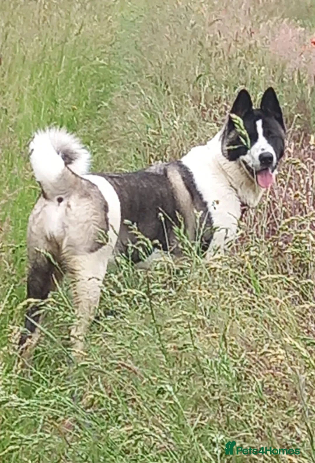 Akita dogs for stud: Wanted stud - Advert 2