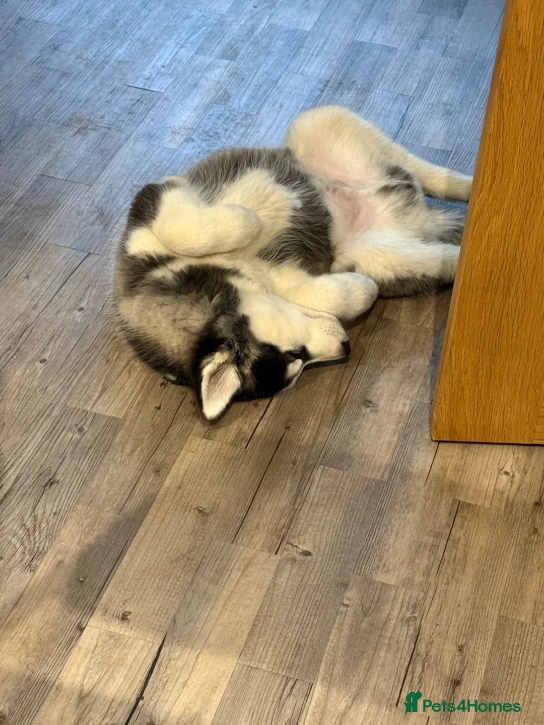 Siberian Husky dogs for sale: Bi-eyed male Siberian husky - Advert 2