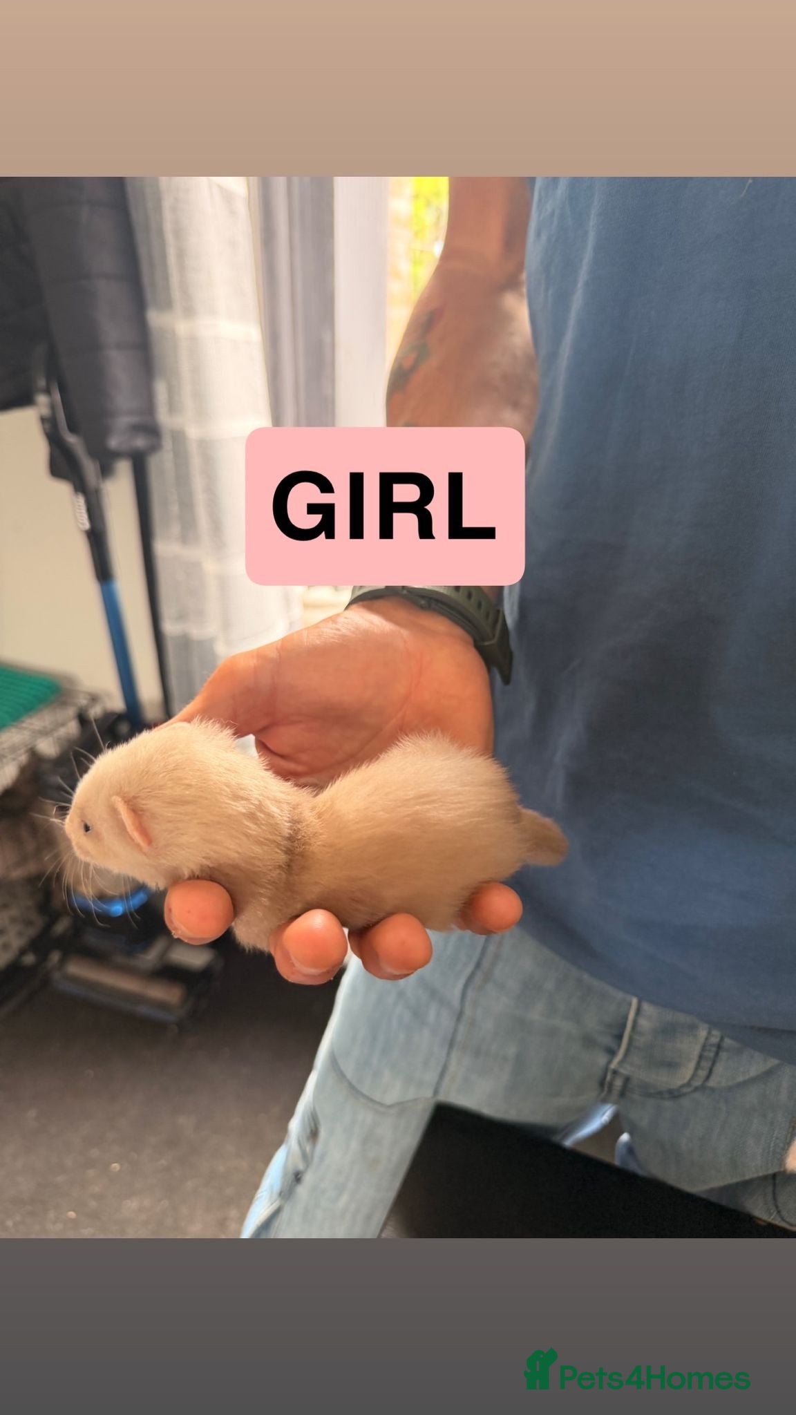 Ferret rodents for sale: Baby ferrets  - Advert 2