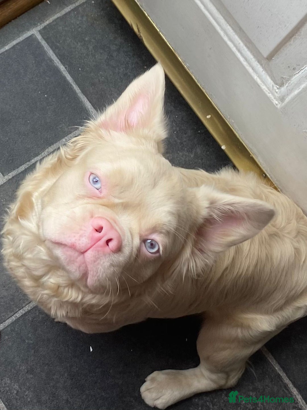 French Bulldog dogs for sale: Platinum white blonde fluffy french bulldog - Image 1