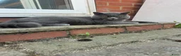 British Shorthair cats for stud: British shorthair STUD - Advert 7