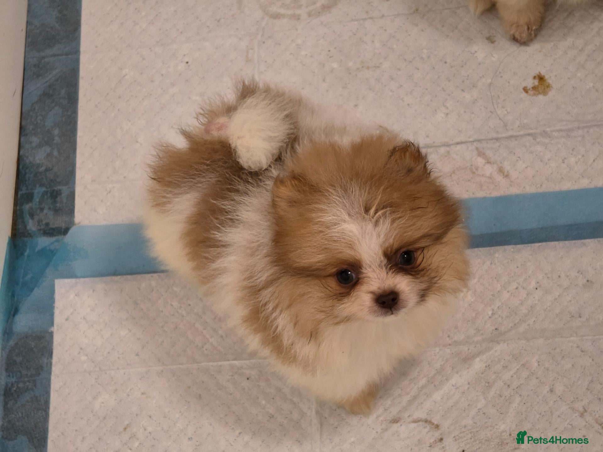 Pomeranian dogs Pomeranian puppies  - Advert 1
