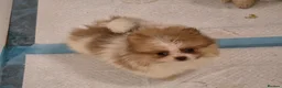 Pomeranian dogs for sale: Pomeranian puppies  - Advert 1