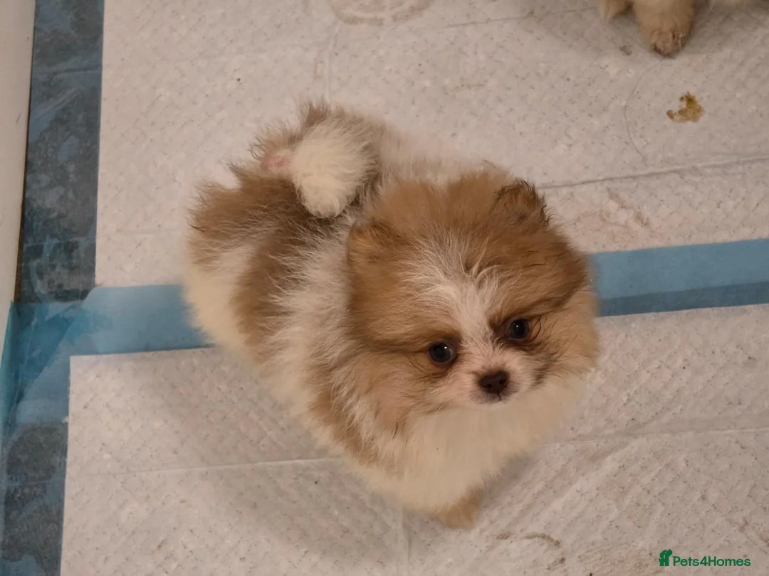 Pomeranian dogs for sale: Pomeranian puppies  - Advert 1