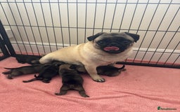 Pug dogs for sale: KC Reg Stunning Pug Puppies - Image 8