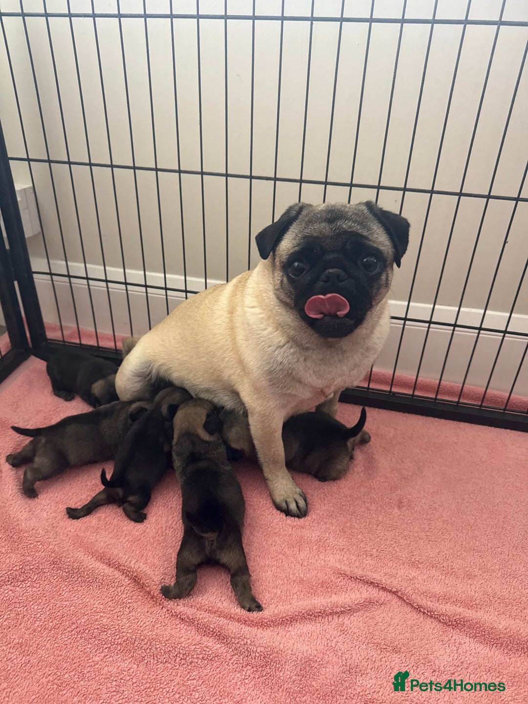 Pug dogs for sale: KC Reg Stunning Pug Puppies - Image 8