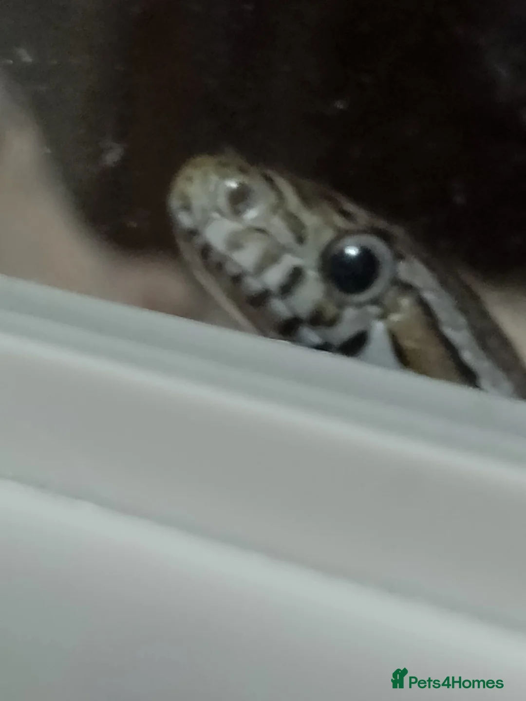 Corn Snake reptiles for sale: Corn snake looking for a new home in Treorchy - Advert 2