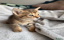 Mixed Breed cats for sale: Adorable Kittens Looking for Their Forever Homes ✨ - Image 2