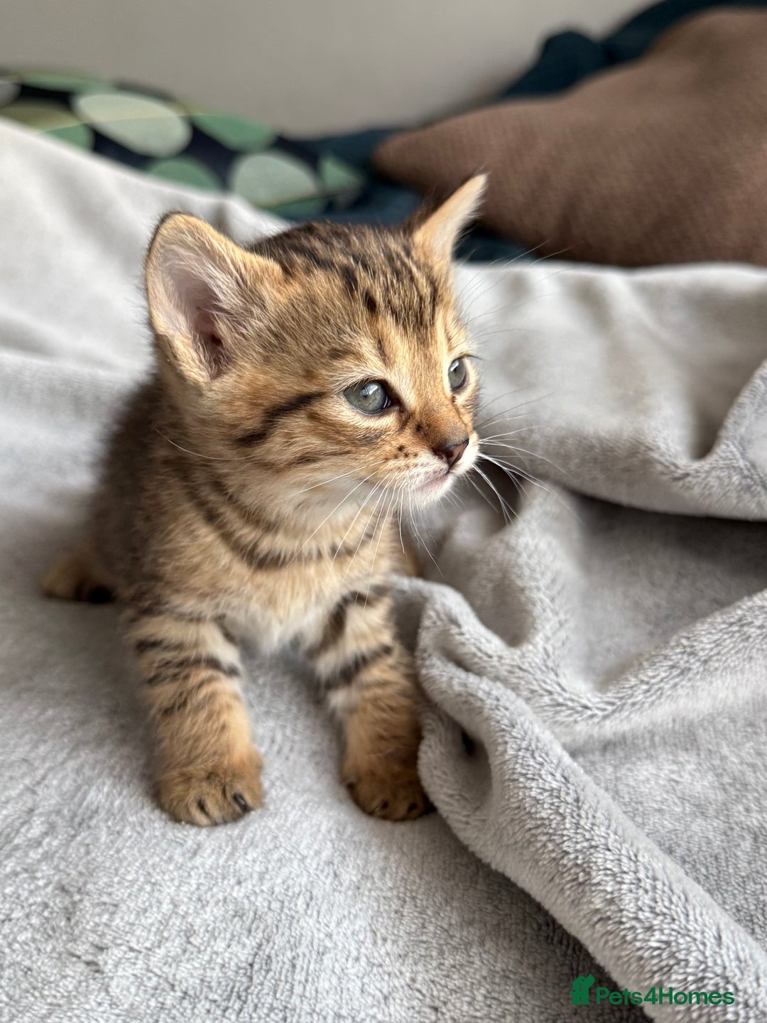 Mixed Breed cats for sale: Adorable Kittens Looking for Their Forever Homes ✨ - Image 2