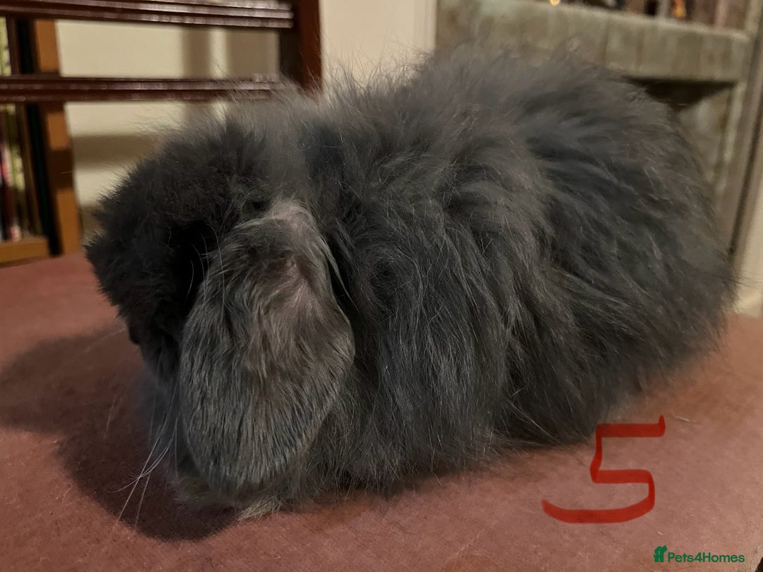 Mini Lop rabbits for sale: Fabulous Super Friendly Mini Lops - Advert 17