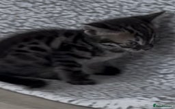 Bengal cats for sale: bengal cross kitten  - Image 3