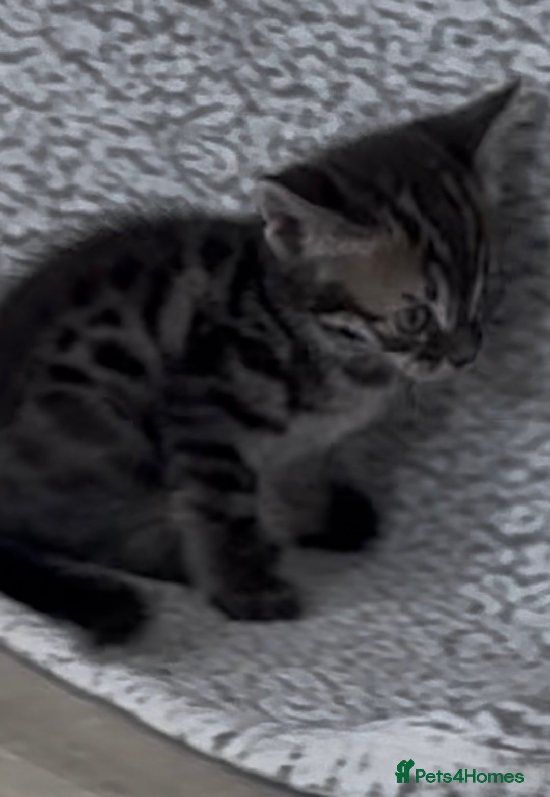 Bengal cats for sale: bengal cross kitten  - Image 3