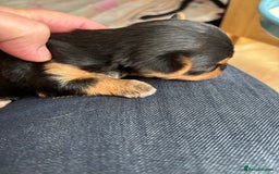 Yorkshire Terrier dogs for sale: Yorkshire terriers - Image 9