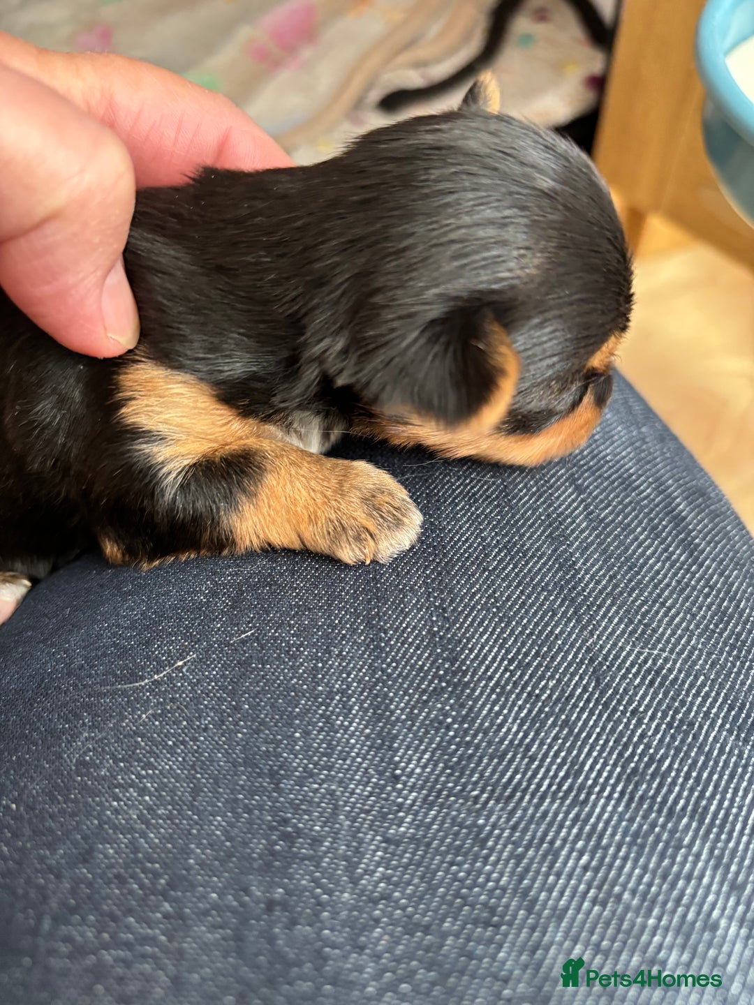 Yorkshire Terrier dogs for sale: Yorkshire terriers - Image 9