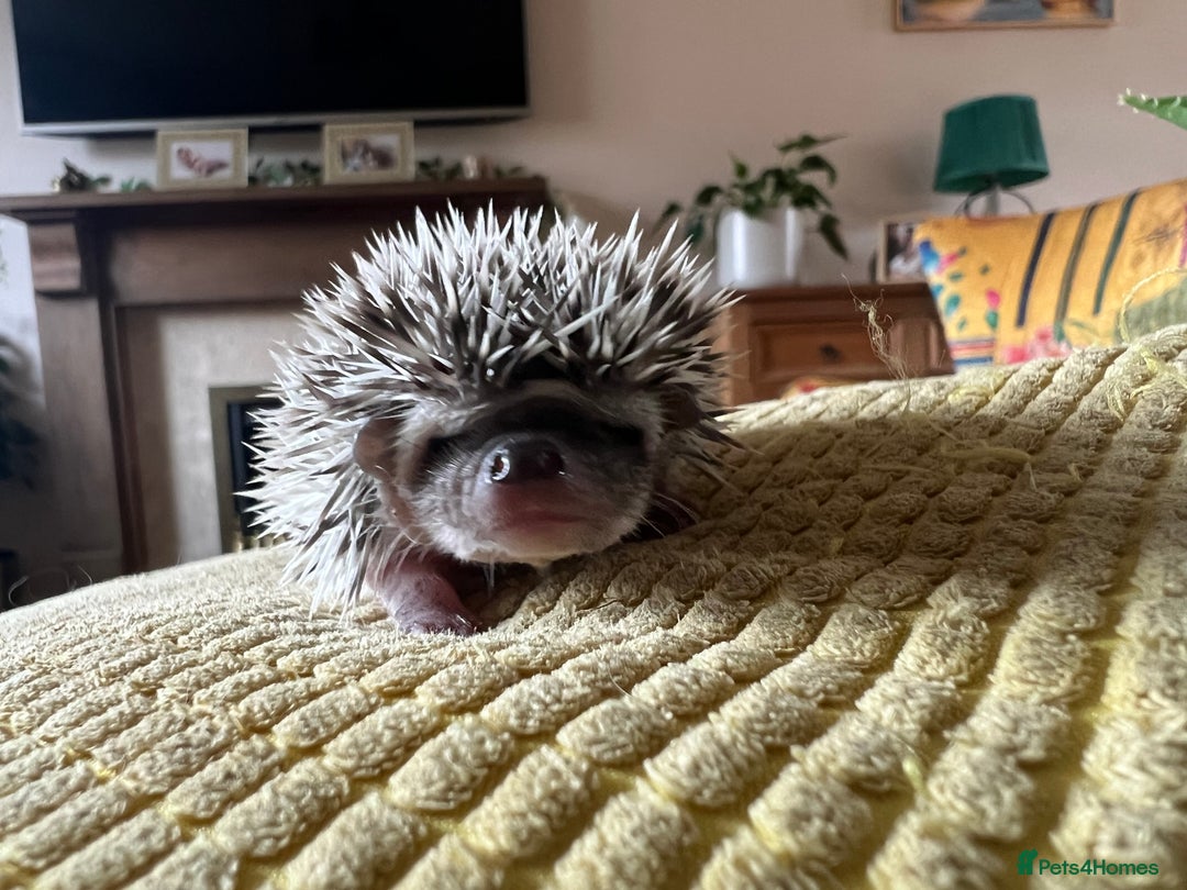 Pygmy Hedgehog rodents for sale: African Pygmy hedgehogs hoglets  - Image 11
