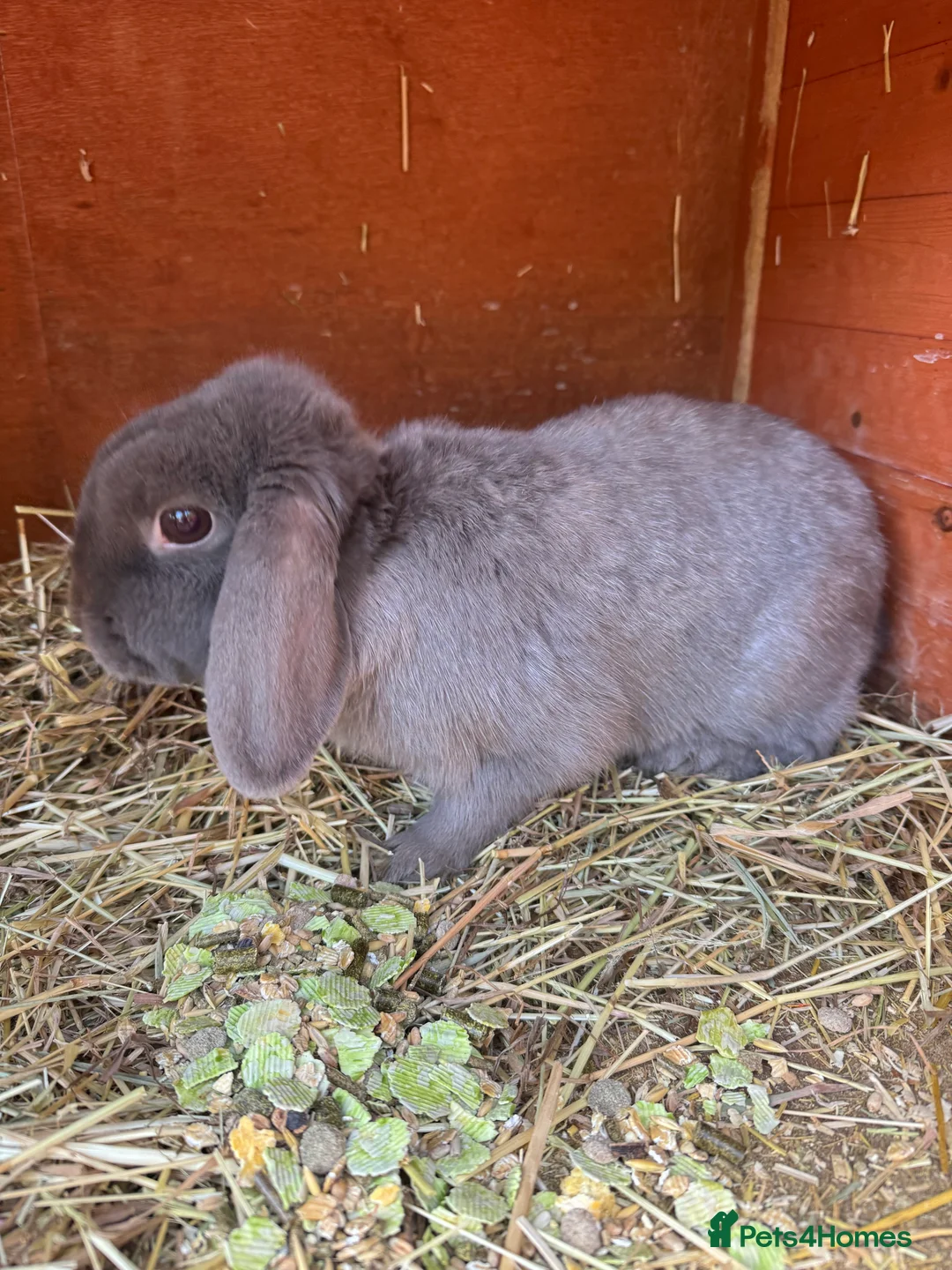 English rabbits for sale: Rabbits for rehoming  - Advert 7