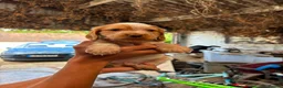 Cocker Spaniel dogs for sale: Stunning working cockers  in Canterbury - Advert 9