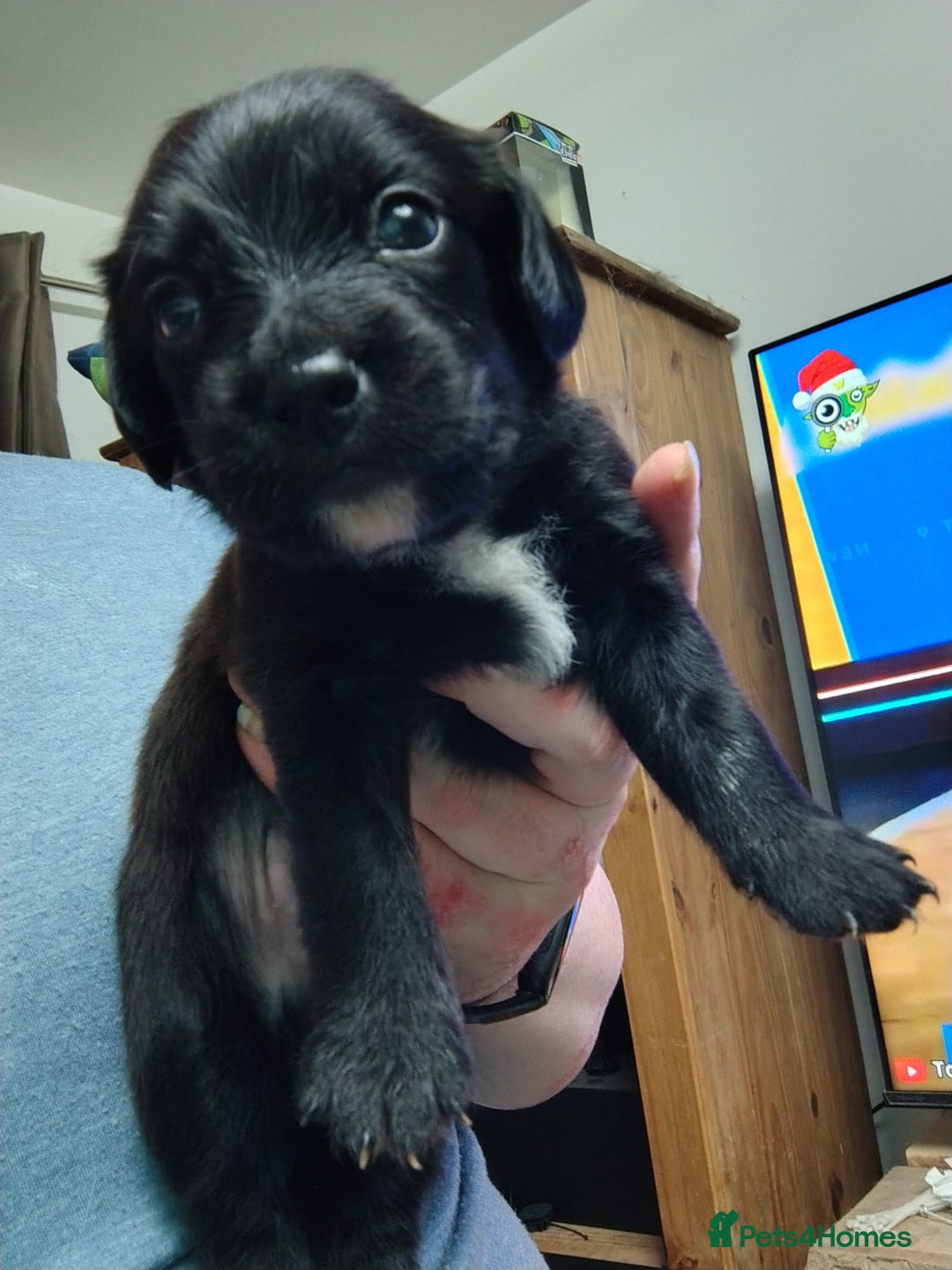 Mixed Breed dogs for sale: READY!! Sprocker jack pups + free bag in Hereford - Image 9