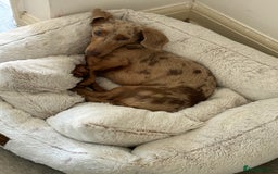 Miniature Dachshund dogs for sale: Male 2 year old dachshund to be re homed  - Advert 1