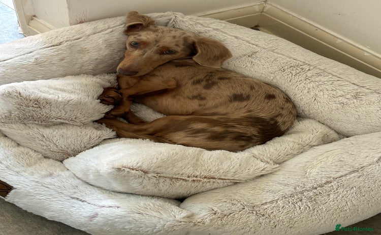 Miniature Dachshund dogs Male 2 year old dachshund to be re homed  - Advert 3