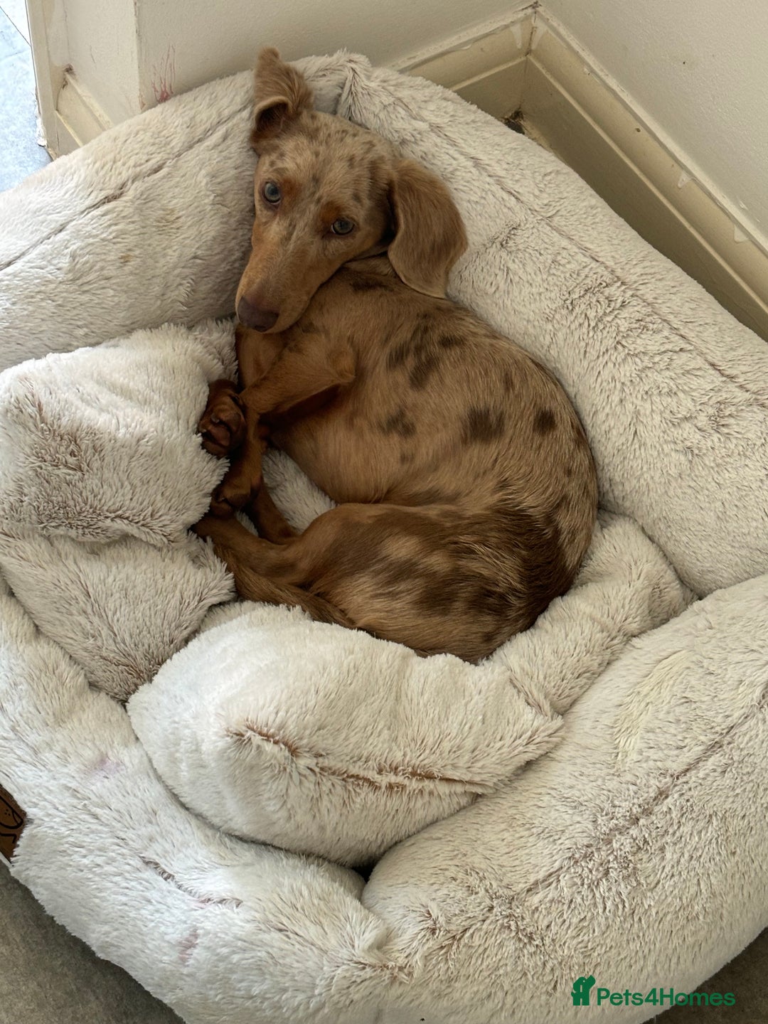 Miniature Dachshund dogs for sale: Male 2 year old dachshund to be re homed  - Advert 1