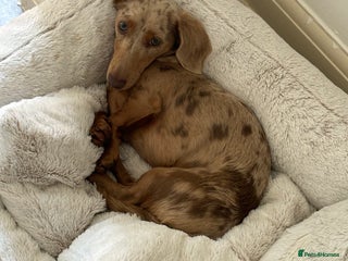 Miniature Dachshund dogs for sale: Male 2 year old dachshund to be re homed - Advert 1