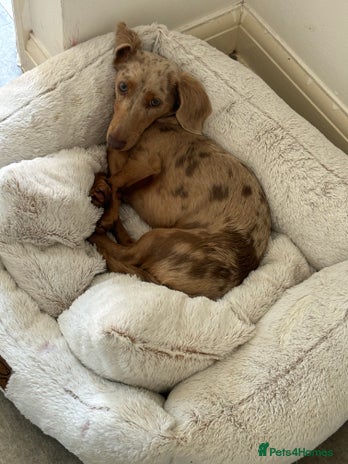Miniature Dachshund dogs Male 2 year old dachshund to be re homed - Advert 2
