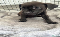 Staffordshire Bull Terrier dogs for sale: 5 PREMIUM STAFFS FOR SALE - Image 6