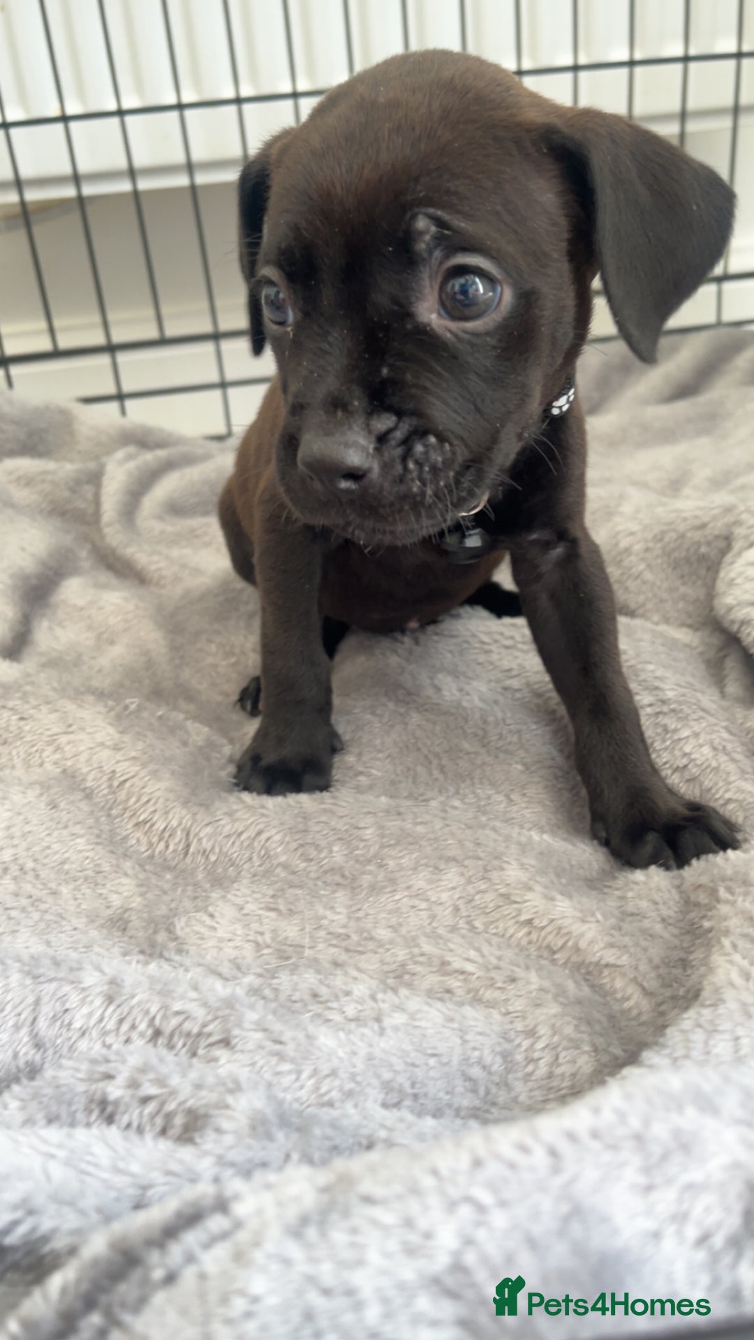 Staffordshire Bull Terrier dogs for sale: 5 PREMIUM STAFFS FOR SALE - Image 6