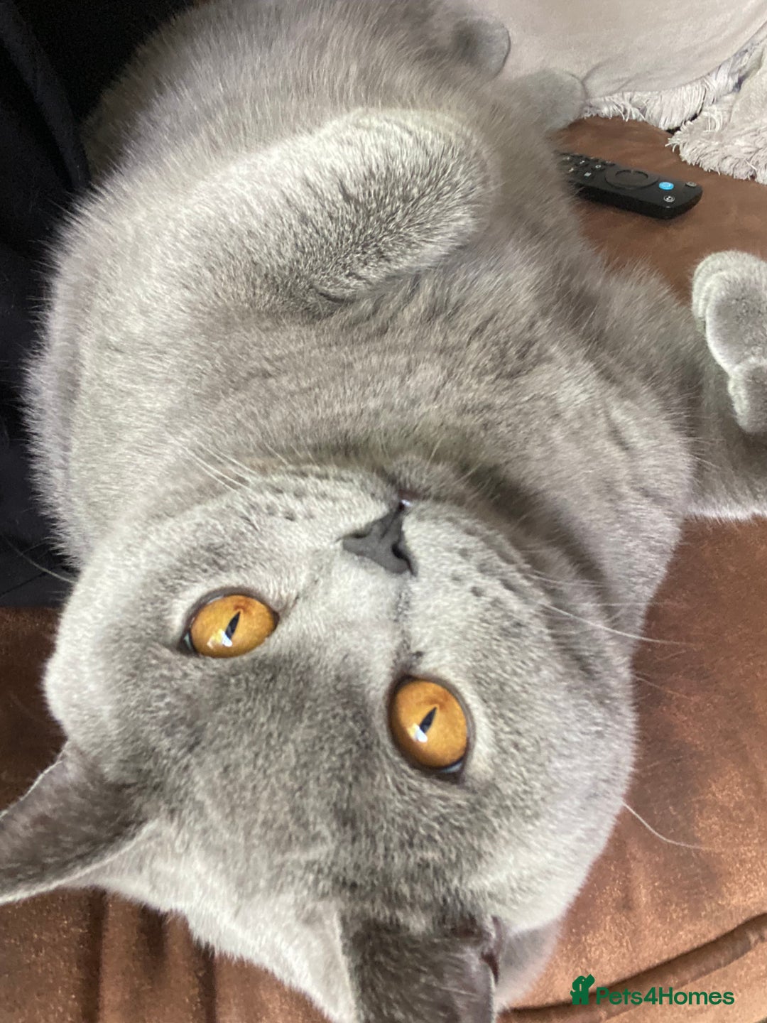 British Shorthair cats for sale: Male British Shorthair 1yr old (CHAMPA) - Image 4