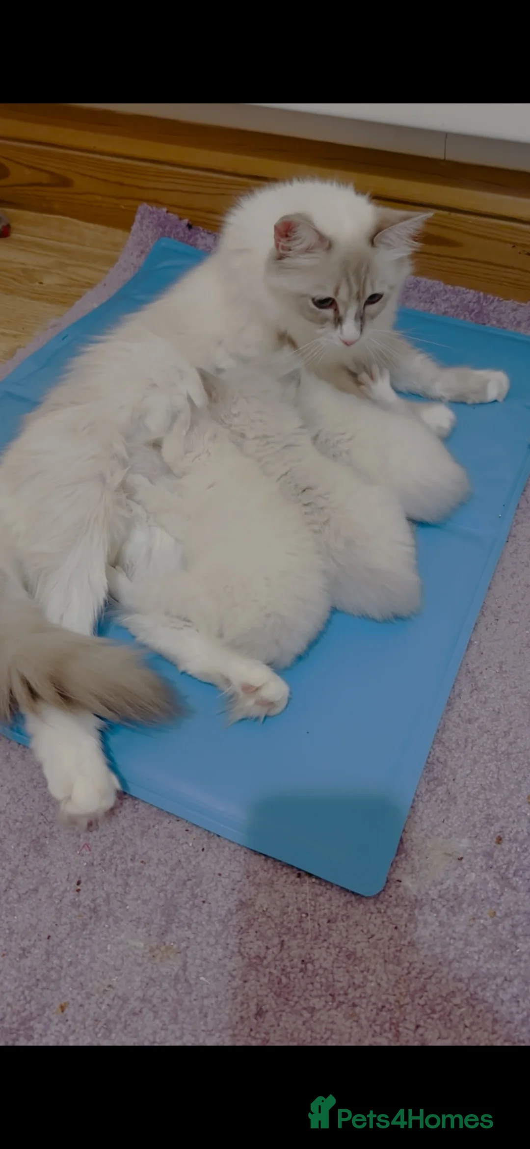 Ragdoll cats for sale: GCCF Ragdoll female  - Advert 1