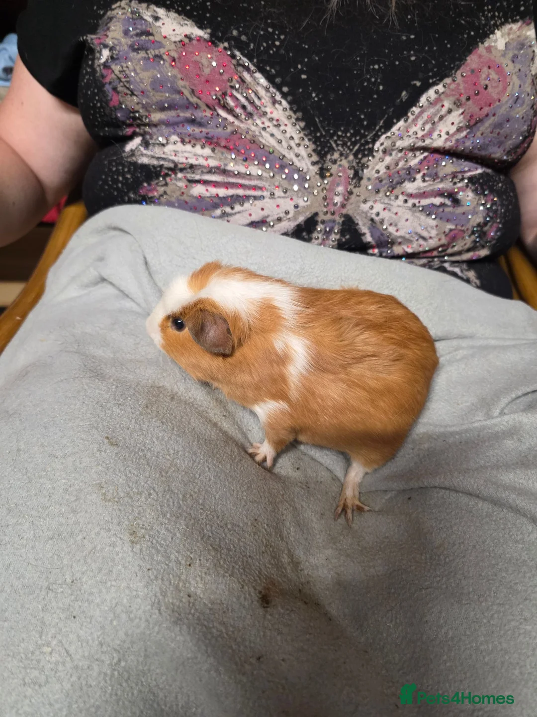 Guinea Pig rodents for sale: Male Guinea Pig Pairs - Advert 2